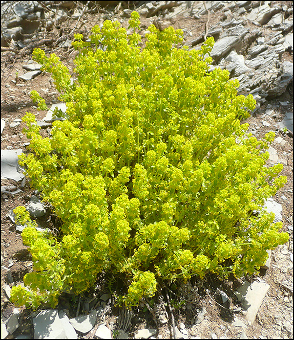 Image of Cruciata taurica specimen.