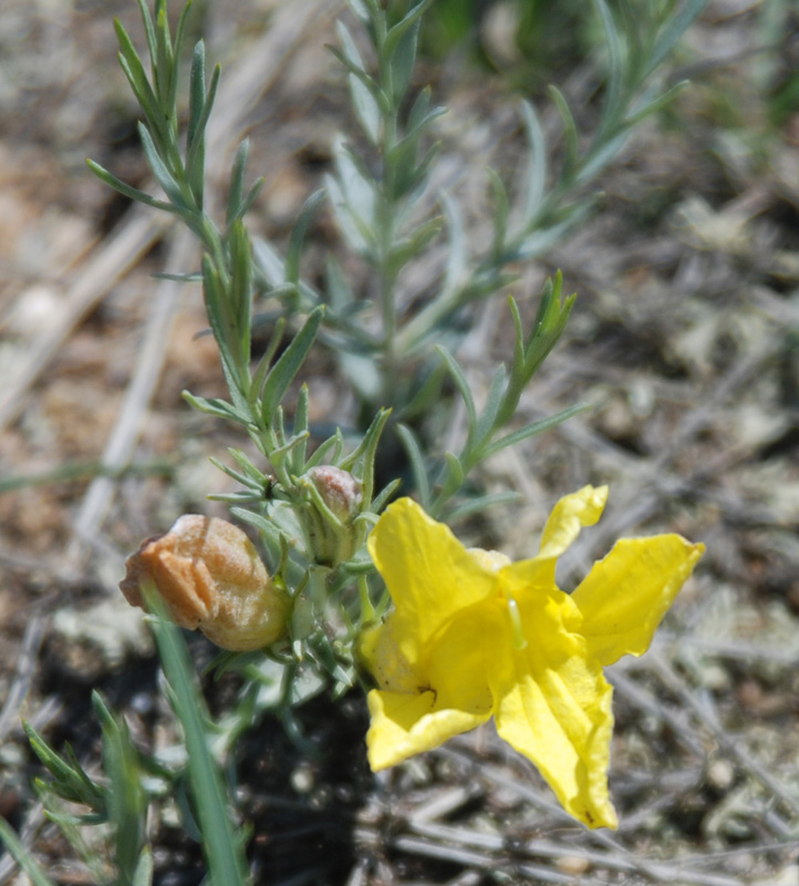 Image of Cymbaria daurica specimen.