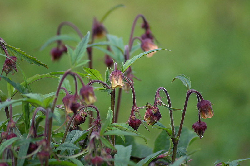 Image of Geum rivale specimen.