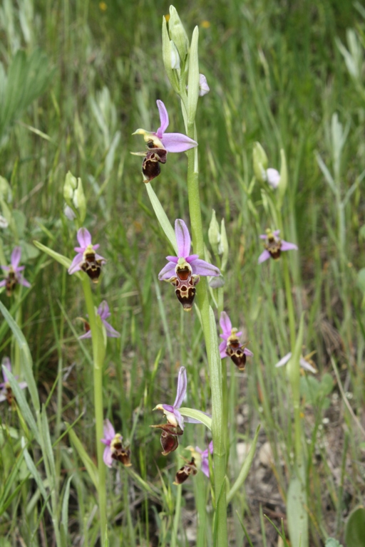 Изображение особи Ophrys oestrifera.