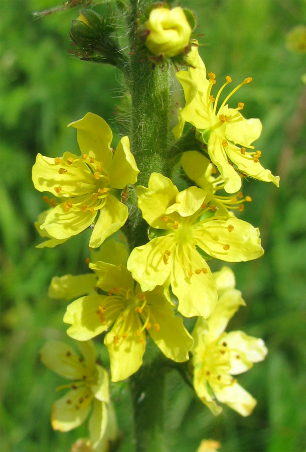 Image of Agrimonia eupatoria specimen.