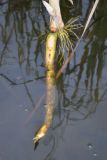 Typha angustifolia