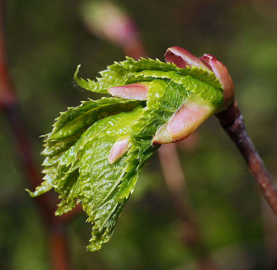 Image of Tilia cordata specimen.