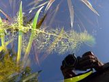 Utricularia vulgaris