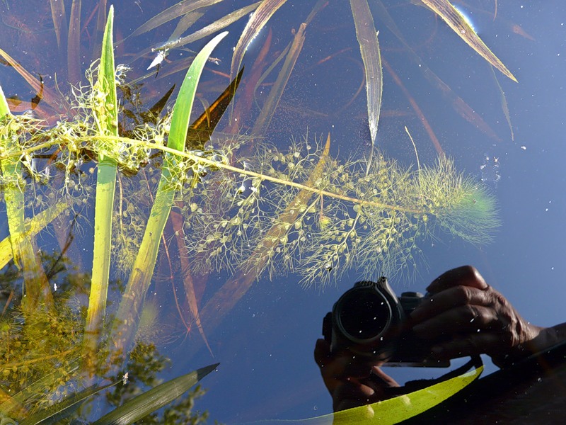 Image of Utricularia vulgaris specimen.