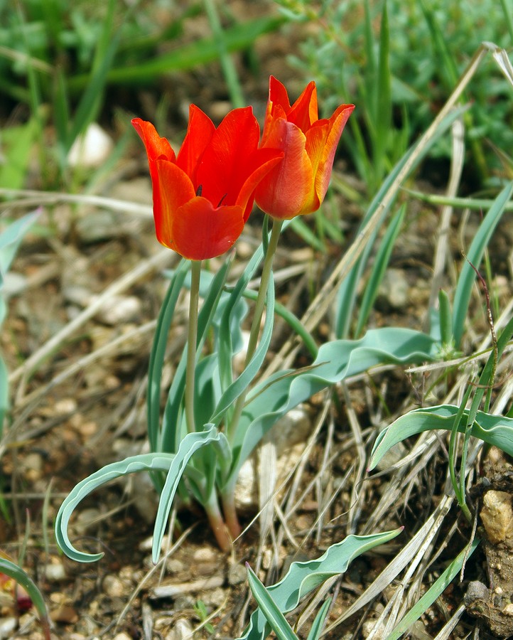 Image of Tulipa ostrowskiana specimen.