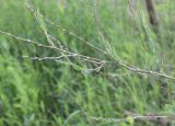 Polygonum equisetiforme