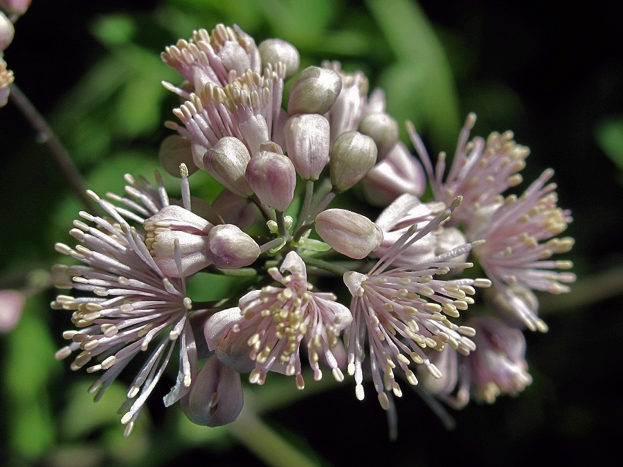 Image of Thalictrum aquilegiifolium specimen.