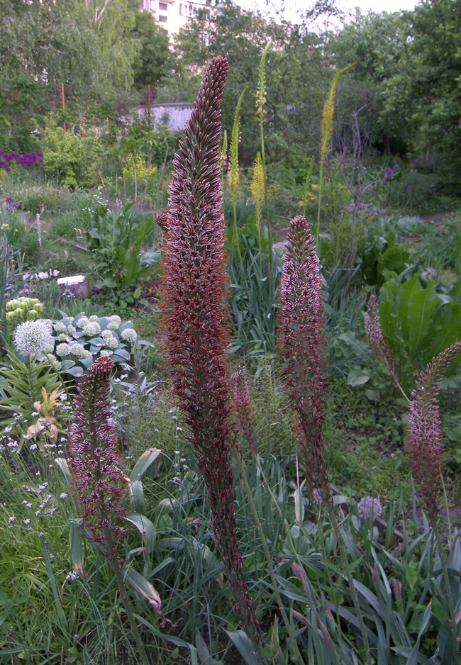 Изображение особи Eremurus azerbajdzhanicus.