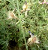 Astragalus podolobus. Часть соплодия. Копетдаг, Чули. Май 2011 г.