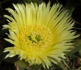 Carpobrotus edulis. Цветок. Израиль, Тель-Авив, газон у моря. 17.03.2008.