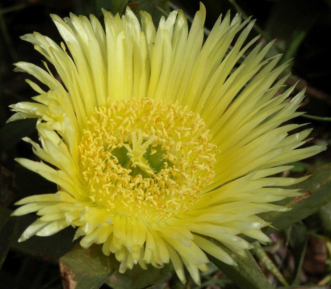 Изображение особи Carpobrotus edulis.