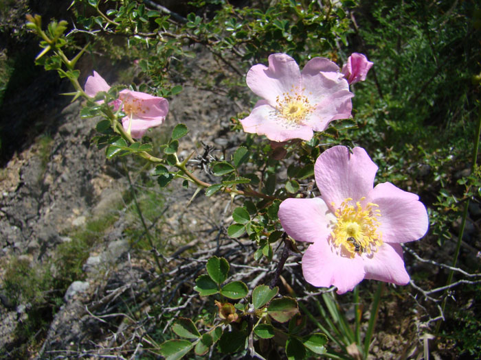 Image of Rosa maracandica specimen.