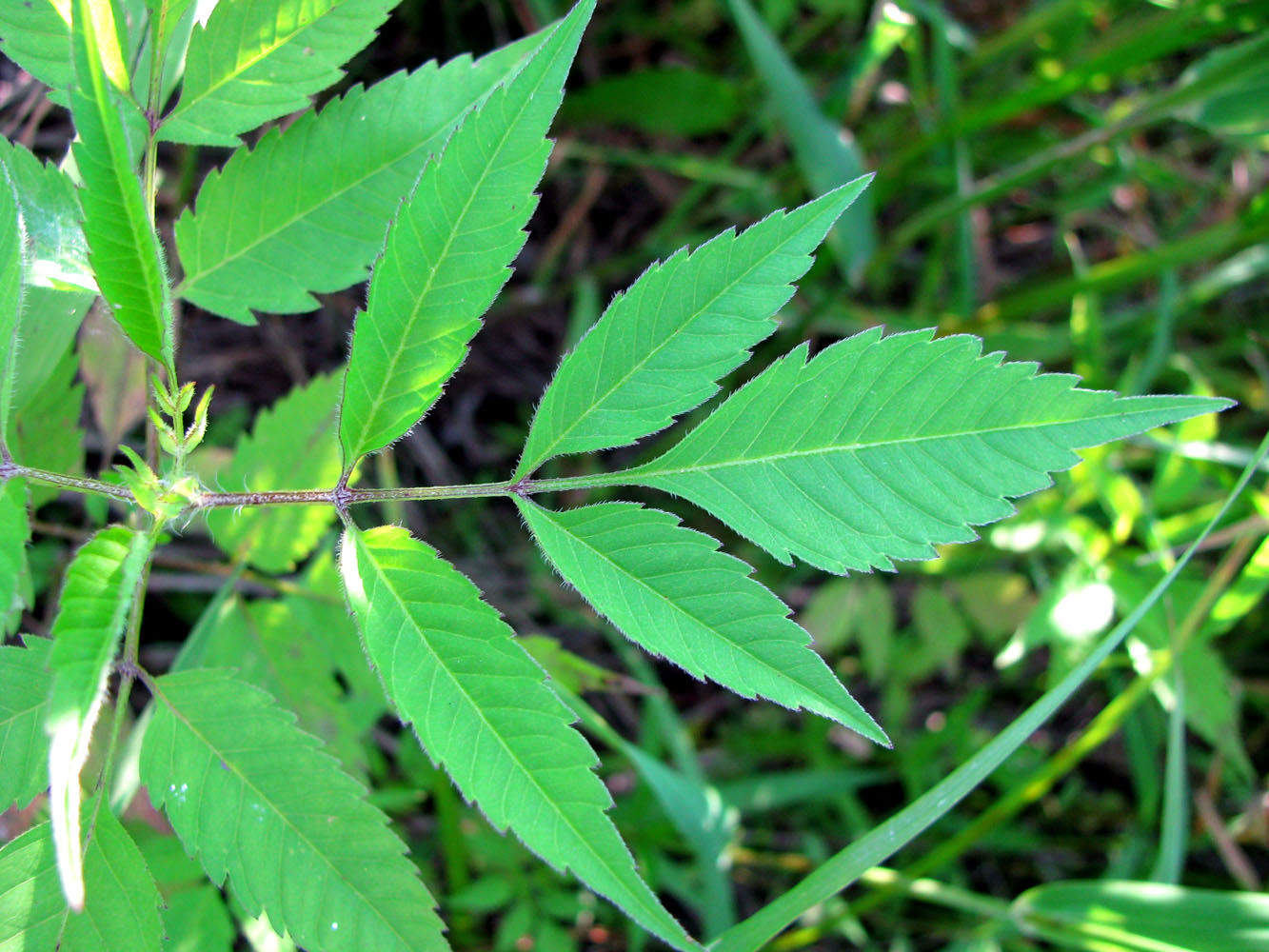 Image of Bidens frondosa specimen.