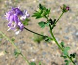 Medicago sativa