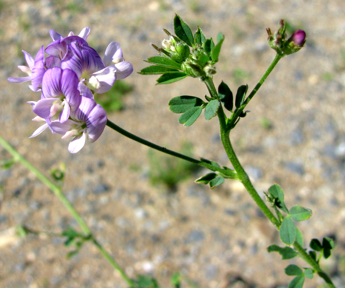 Изображение особи Medicago sativa.