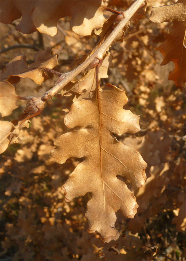 Изображение особи Quercus pubescens.