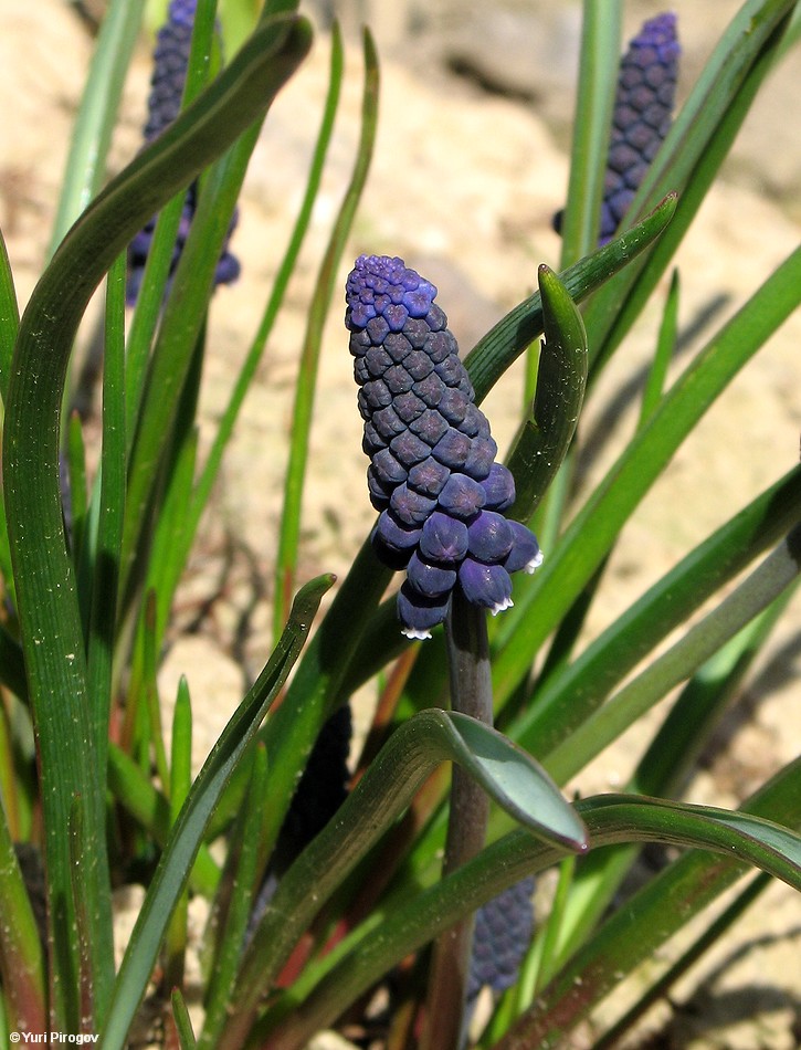 Изображение особи Muscari leucostomum.