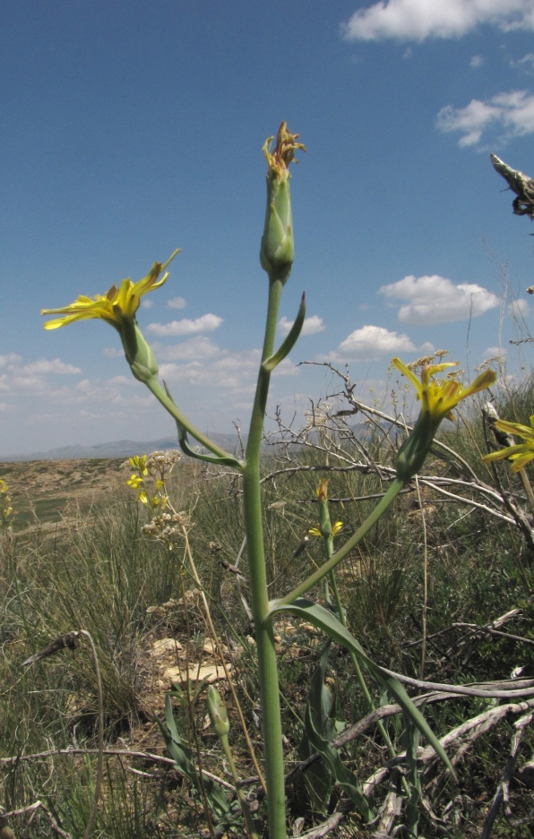 Image of Scorzonera crispa specimen.