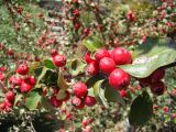 Cotoneaster