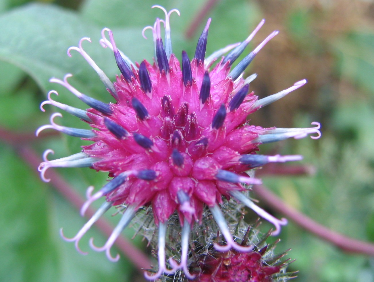 Изображение особи Arctium tomentosum.