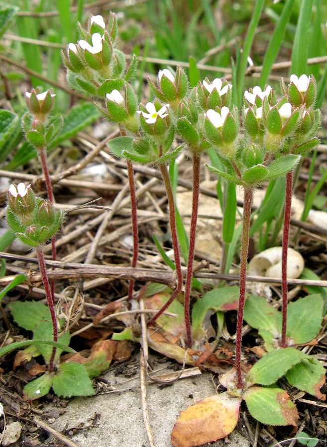 Image of Androsace maxima specimen.