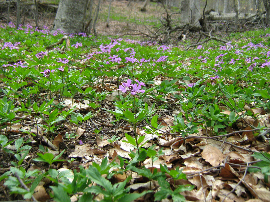 Изображение особи Cardamine quinquefolia.