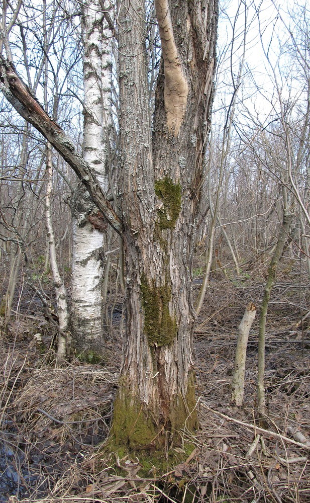 Изображение особи Salix pentandra.