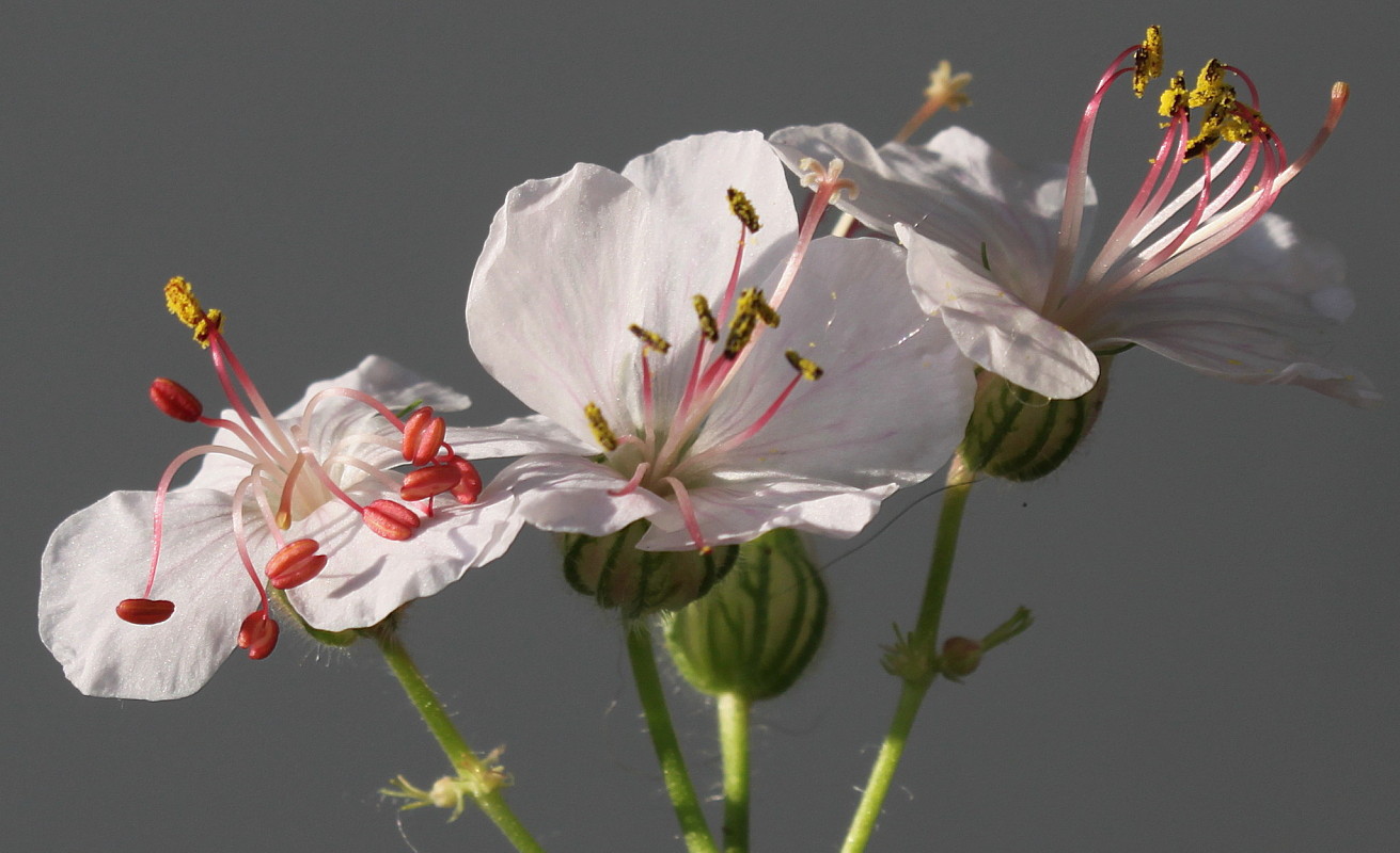 Изображение особи Geranium macrorrhizum.