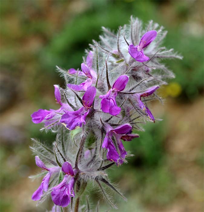 Image of Stachys lavandulifolia specimen.