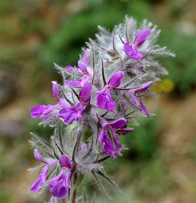 Изображение особи Stachys lavandulifolia.