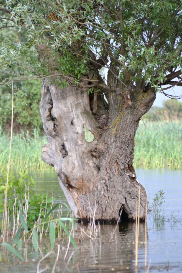 Image of Salix alba specimen.