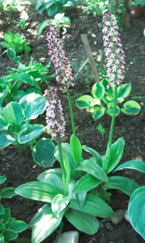 Image of Orchis purpurea ssp. caucasica specimen.