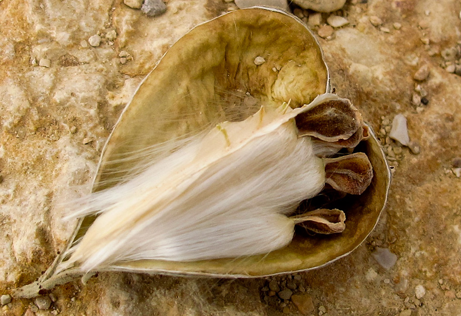 Image of Pergularia tomentosa specimen.
