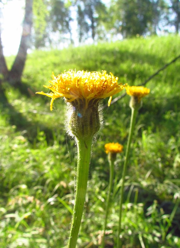 Image of Trommsdorffia maculata specimen.