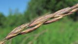 Festuca rubra