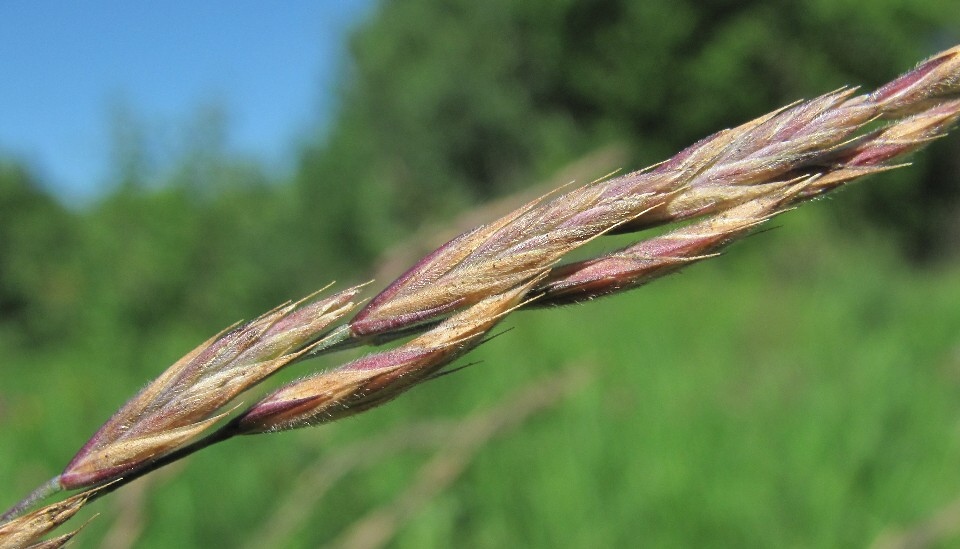 Изображение особи Festuca rubra.