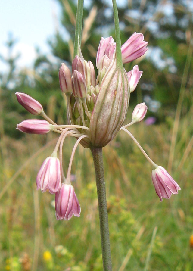 Изображение особи Allium paniculatum.