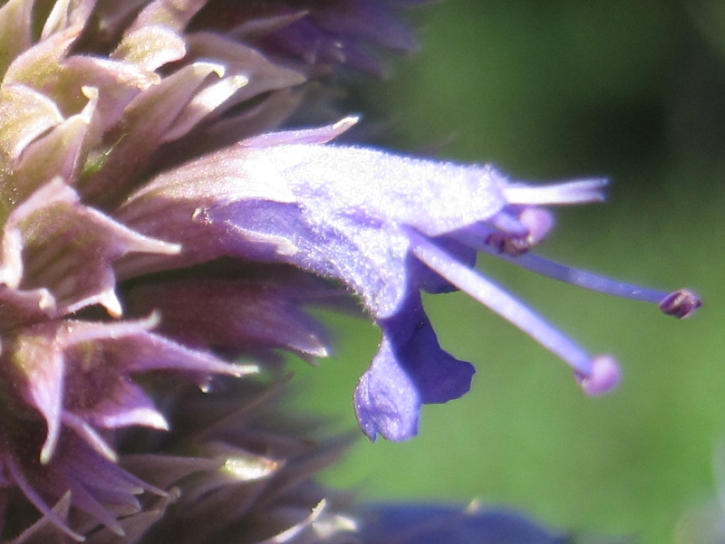 Изображение особи Agastache rugosa.