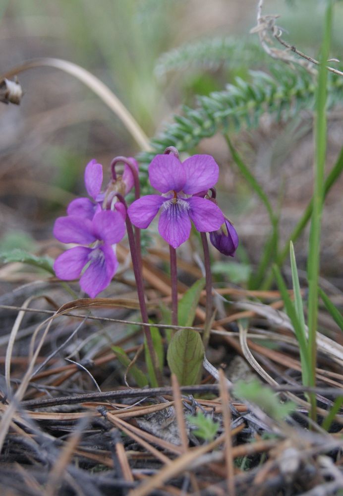 Изображение особи Viola gmeliniana.