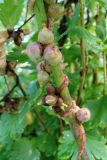 Cuscuta lupuliformis