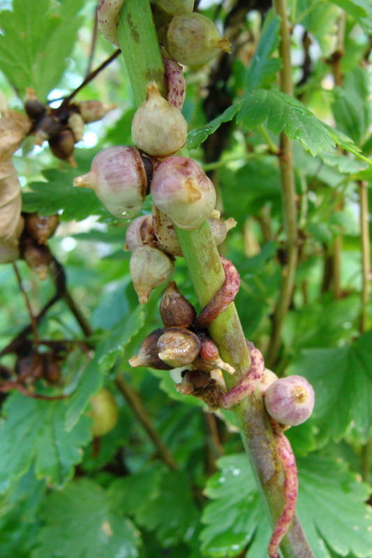 Image of Cuscuta lupuliformis specimen.