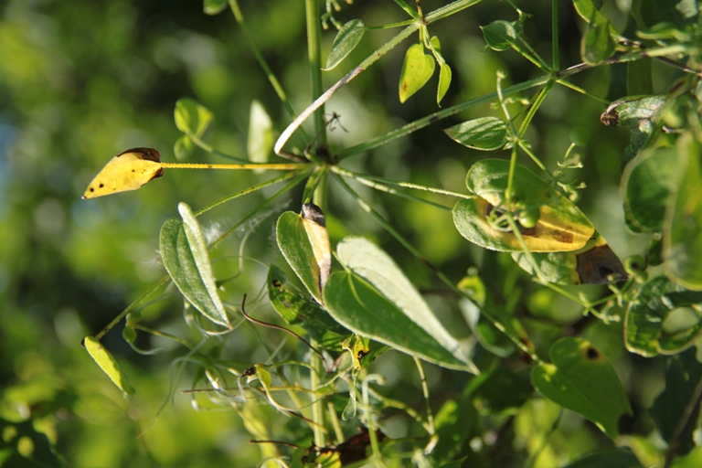 Изображение особи Rubia cordifolia.