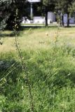 Verbascum blattaria