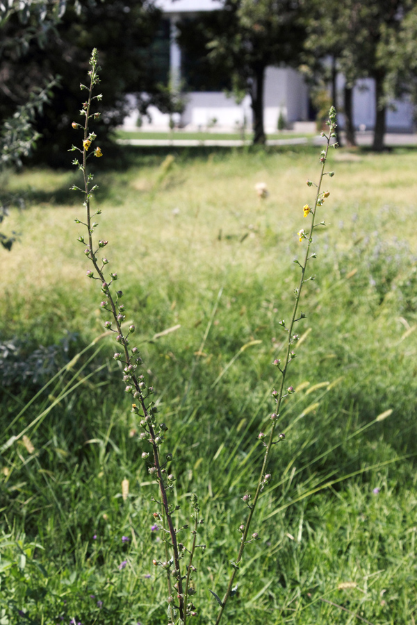 Image of Verbascum blattaria specimen.