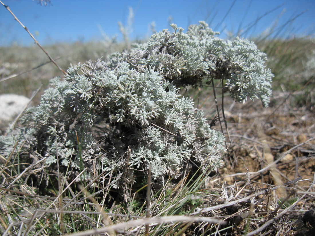 Изображение особи Artemisia lercheana.