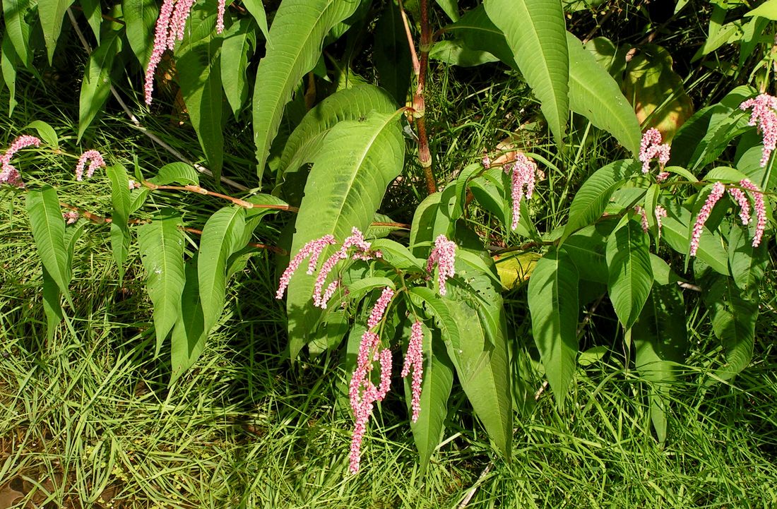 Изображение особи Persicaria lapathifolia.