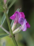 Vicia angustifolia. Цветки. Испания, Страна Басков, Бискайя, Сеанури (Zeanuri), обочина дороги. 06.06.2012.