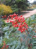 Nandina domestica. Соплодие. Южный берег Крыма, Никитский ботанический сад. 7 ноября 2012 г.