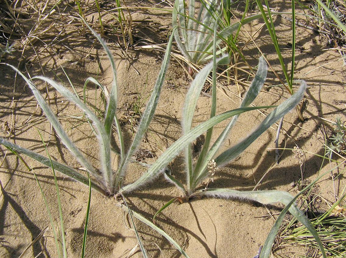 Image of Scorzonera ensifolia specimen.